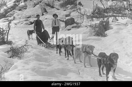 Squadra di slitte trainate da cani, tra c1900 e c1930. Foto Stock