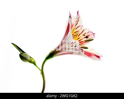 Fiore dell'Alstroemeria Foto Stock