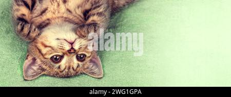 Una simpatica gattina giace capovolta sulla schiena su una morbida e soffice coperta verde. Striscione orizzontale Foto Stock