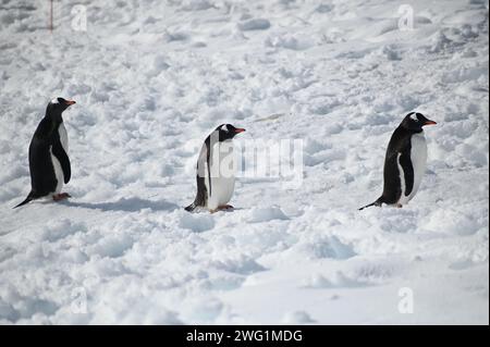 Tre pinguini Gentoo si seguono mentre camminano attraverso la neve sull'isola di Petermann, in Antartide Foto Stock