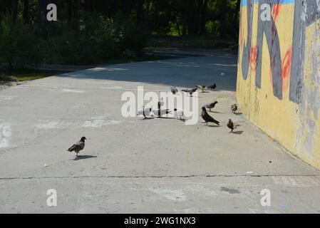 Uno stormo di piccioni della città affonda pezzi di pane sparsi, briciole di pane su un pavimento di cemento. Foto Stock