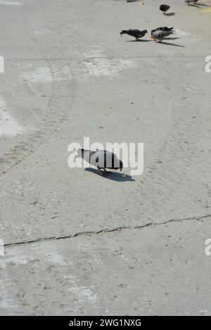 Uno stormo di piccioni della città affonda pezzi di pane sparsi, briciole di pane su un pavimento di cemento. Foto Stock