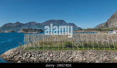 Tradizionale essiccazione del pesce nelle isole Henningsvaer, Lofoten, Norvegia. Foto Stock