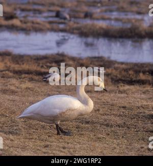 Whooper Swan. cygnus cygnus Foto Stock