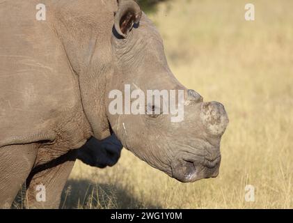 Breitmaulnashorn / rinoceronte a punta quadrata / Ceratotherium simum Foto Stock