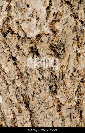 Texture in legno foto ravvicinata della corteccia di Elm. Trama piastrebile senza cuciture Foto Stock