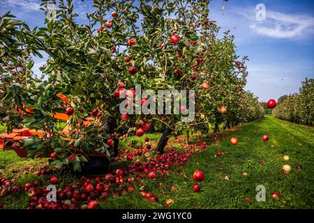 Raccolta di mele, frutteto Thatchers, sidro Thatchers, raccolta di mele in estate per produrre sidro. Una bevanda inglese preparata nel Somerset, Foto Stock
