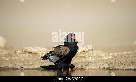 Bateleur (Terathopius ecaudatus) Kgalagadi Transfrontier Park, Sudafrica Foto Stock