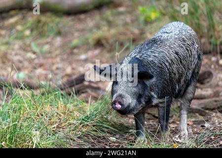 Maiale allevato all'aperto. Maiale Mangalitsa nei boschi che mangiano ghiande presso la riserva naturale Arne RSPB, Poole Harbour, Dorset, Regno Unito Foto Stock