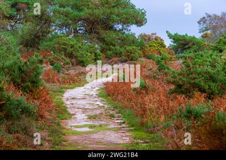 Sentiero attraverso la riserva naturale di Arne R.S.P.B in autunno, Dorset, Inghilterra, Regno Unito Foto Stock