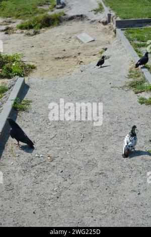 Uno stormo di piccioni della città affonda pezzi di pane sparsi, briciole di pane su un pavimento di cemento. Foto Stock