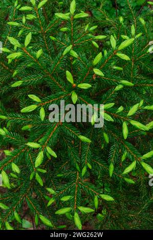 Nuova crescita su Red Spruce, Picea rubens, aghi che crescono nel Sioamese Ponds Wilderness Arae nelle Adirondack Mountains dello stato di New York Foto Stock