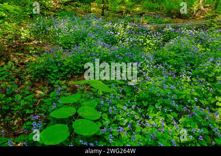 Viola blu comune, Viola sororia, che cresce nel sottobosco di una foresta in primavera nelle montagne Adirondack dello stato di New York Foto Stock