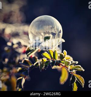 Bolle congelate in natura. Un bellissimo macro shot della natura in inverno. Concetto per ambiente, acqua e gelo. Foto Stock