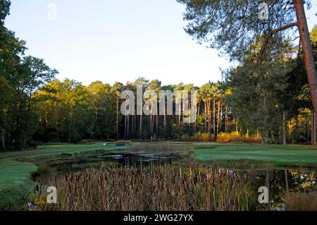 Vista mattutina sullo stagno accanto al 16th Green al 15th Green, al Woking Golf Club; Woking; Surrey; Inghilterra. Foto Stock