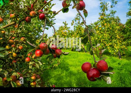 Raccolta di mele, frutteto Thatchers, sidro Thatchers Foto Stock