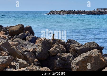 Scoiattolo in piedi su rocce al bordo dell'oceano che guarda l'acqua Foto Stock