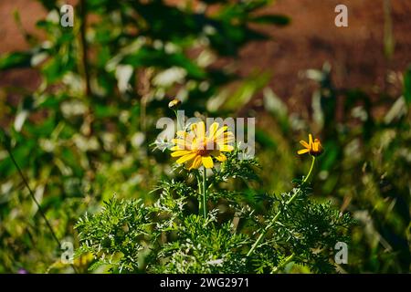 Una margherita della corona o Glebionis coronaria, o Chrysanthemum coronarium, fiore giallo Foto Stock