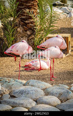 Fenicotteri al Parco naturale al Areen, Bahrein Foto Stock