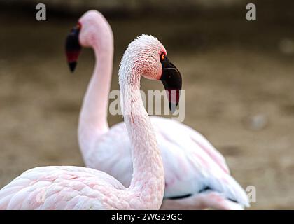 Fenicotteri al Parco naturale al Areen, Bahrein Foto Stock