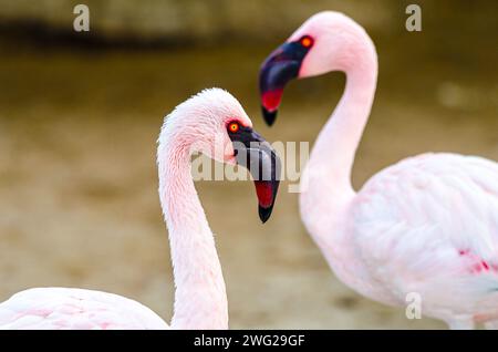 Fenicotteri al Parco naturale al Areen, Bahrein Foto Stock