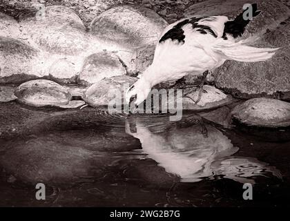 Anatra al Parco naturale di al Areen, Bahrain Foto Stock