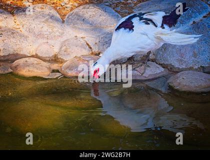 Anatra al Parco naturale di al Areen, Bahrain Foto Stock