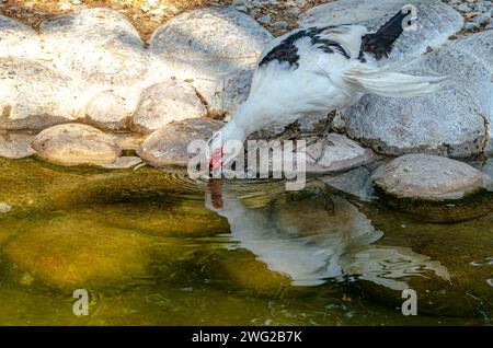 Anatra al Parco naturale di al Areen, Bahrain Foto Stock