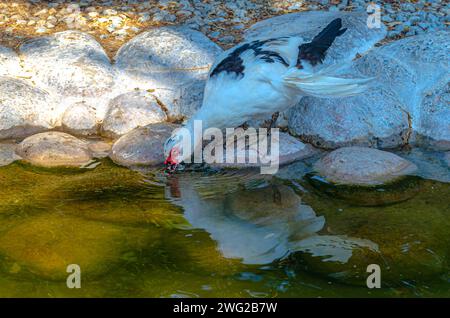 Anatra al Parco naturale di al Areen, Bahrain Foto Stock