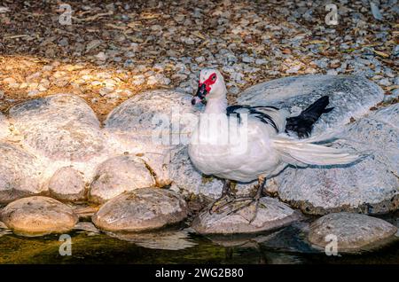 Anatra al Parco naturale di al Areen, Bahrain Foto Stock