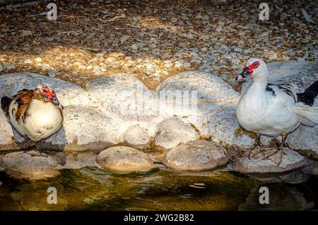 Anatra al Parco naturale di al Areen, Bahrain Foto Stock