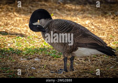 Anatra al Parco naturale di al Areen, Bahrain Foto Stock