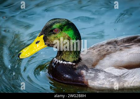 Anatra al Parco naturale di al Areen, Bahrain Foto Stock