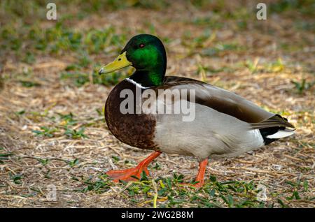 Anatra al Parco naturale di al Areen, Bahrain Foto Stock