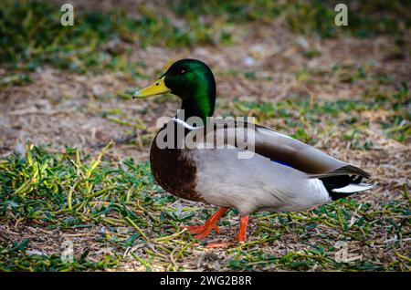 Anatra al Parco naturale di al Areen, Bahrain Foto Stock