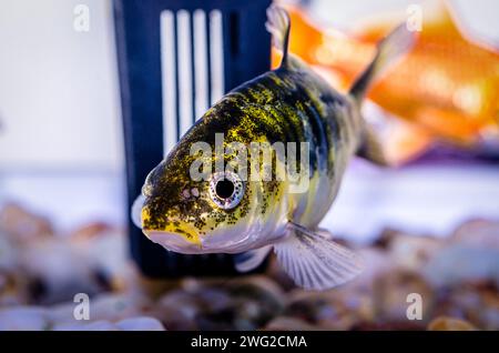 Primo piano fotografando piccoli pesci dell'acquario Foto Stock