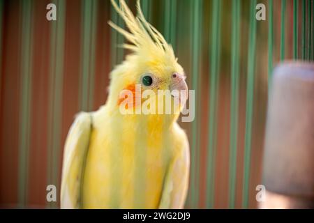 Il cockatiel (Nymphicus hollandicus), noto anche come uccello weiro, o quarrion, è un uccello che fa parte del proprio ramo della famiglia dei cockatoo Foto Stock