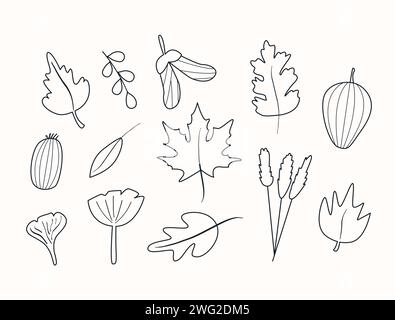 Set di erbario autunnale in stile doodle. Foglie di foglie e bacche diverse. Piante forestali selvatiche. Collezione vettoriale di elementi di progettazione botanica. Nero Illustrazione Vettoriale