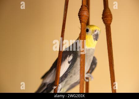Il cockatiel (Nymphicus hollandicus), noto anche come uccello weiro, o quarrion, è un uccello che fa parte del proprio ramo della famiglia dei cockatoo Foto Stock