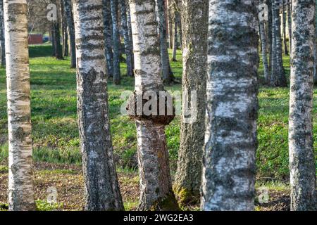 Il bolo nero (Inonotus obliquus, meglio noto come chaga o bolo di betulla nera) è un fungo parassitario non commestibile del genere bolo, appartiene al med Foto Stock