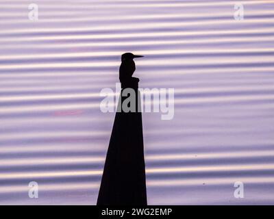 Sheerness, Kent, Regno Unito. 2 febbraio 2024. UK Weather: Un kingfisher visto al crepuscolo a Sheerness, Kent questa sera. Crediti: James Bell/Alamy Live News Foto Stock