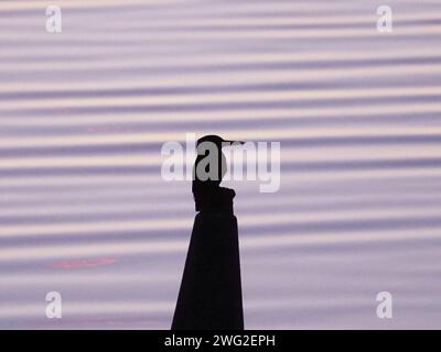 Sheerness, Kent, Regno Unito. 2 febbraio 2024. UK Weather: Un kingfisher visto al crepuscolo a Sheerness, Kent questa sera. Crediti: James Bell/Alamy Live News Foto Stock