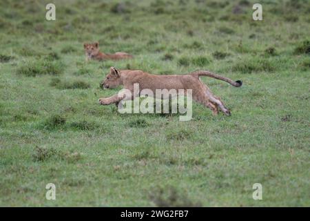 Leone africano (Panthera leo), giovani cuccioli che corrono, giocano a combattere e praticano abilità di caccia in preparazione al futuro Foto Stock