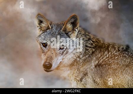 Lupo al parco naturale al Areen, Bahrain Foto Stock