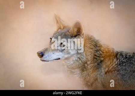 Lupo al parco naturale al Areen, Bahrain Foto Stock