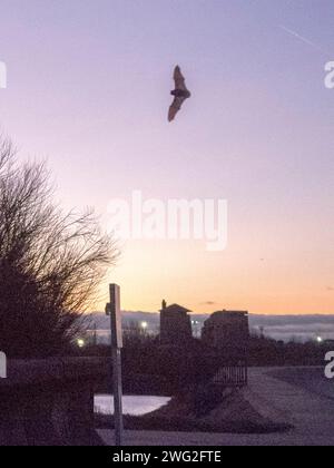 Sheerness, Kent, Regno Unito. 2 febbraio 2024. Meteo Regno Unito: Un pipistrello visto al crepuscolo a Sheerness, Kent questa sera. Crediti: James Bell/Alamy Live News Foto Stock