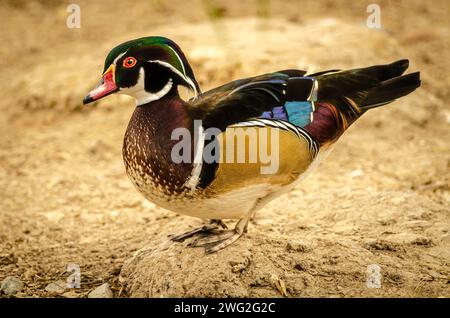 Anatra al Parco naturale di al Areen, Bahrain Foto Stock