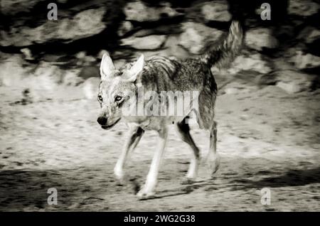 Wolf al Parco naturale al Areen, Bahrain Foto Stock