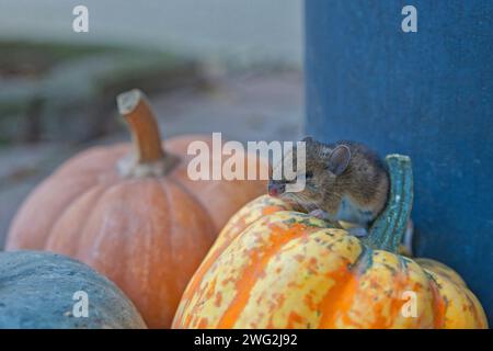 topo della casa con tra le zucche colorate Foto Stock