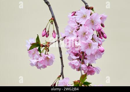 Fiore rosa Sakura Cherry Blossom Foto Stock